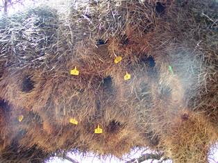 Sociable Weaver nest