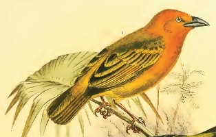 Orange Weaver male