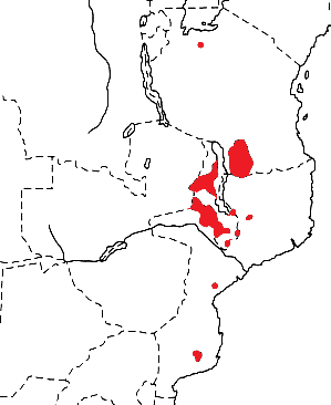 Olive-headed Weaver map