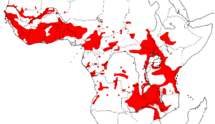 Black-winged Bishop map