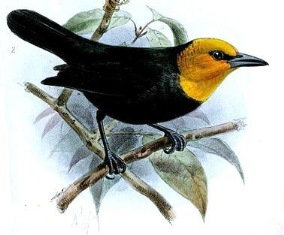 Black-billed Weaver