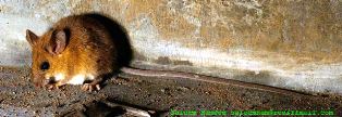 long-tailed tree mouse
