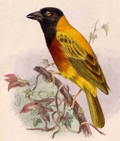Yellow-backed Weaver