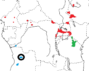 Black Bishop map
