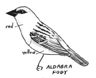 Aldabra Fody