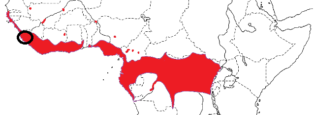 Blue-billed Malimbe map