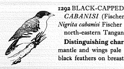 Black-capped Social Weaver