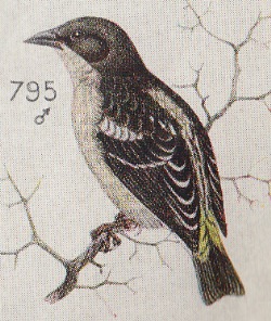 Bar-winged Weaver