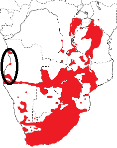 Southern Red Bishop map