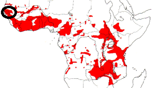 Black-winged Bishop map