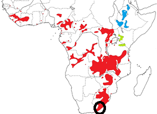 Red-collared Widowbird map