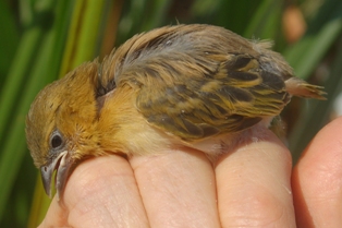 Southern Brown-throated Weaver