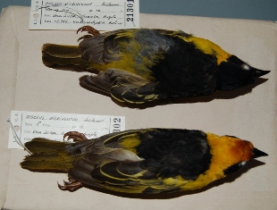 Black-chinned Weaver
