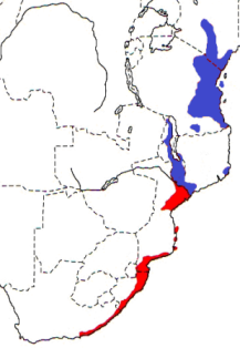 Eastern Golden Weaver map