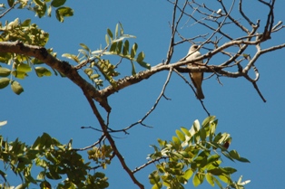 Chestnut-mantled Sparrow-Weaver