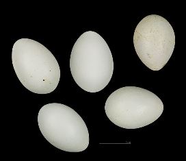 Madagascar Fody eggs