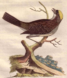 Black-throated Weaver