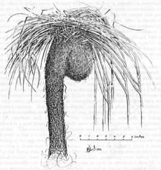 Black-throated Weaver
