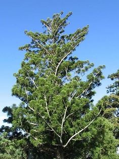 Araucaria cunninghamii tree