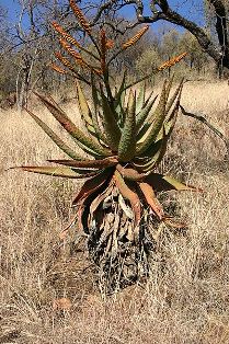 Mountain Aloe