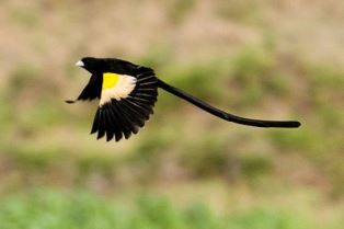 Montane Marsh Widowbird