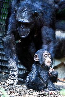 chimp - Cassin's Malimbe predator