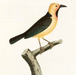 Black-necked Weaver