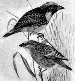Bob-tailed Weaver