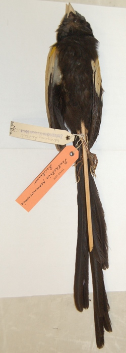 Mountain Marsh Widowbird