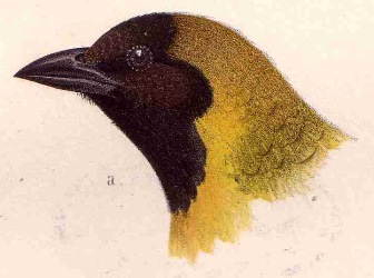 Lesser Masked Weaver