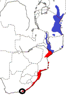 Eastern Golden Weaver map