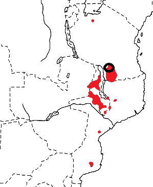 Olive-headed Weaver map